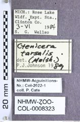 Etiketten zu Corymbitodes tarsalis (Melsheimer, 1845) (NHMW-ZOO-COL-0008323)